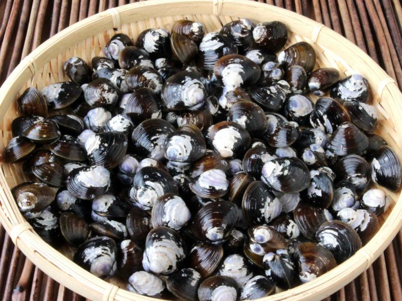 北海道網走産天然 しじみ シジミ 海鮮通販の北釧水産 北海道網走産天然 しじみ シジミ 海鮮通販の北釧水産