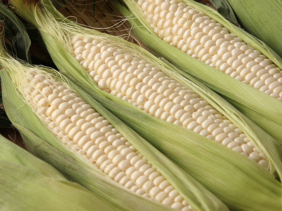 北海道南幌町産「ピュアホワイト」とうもろこし