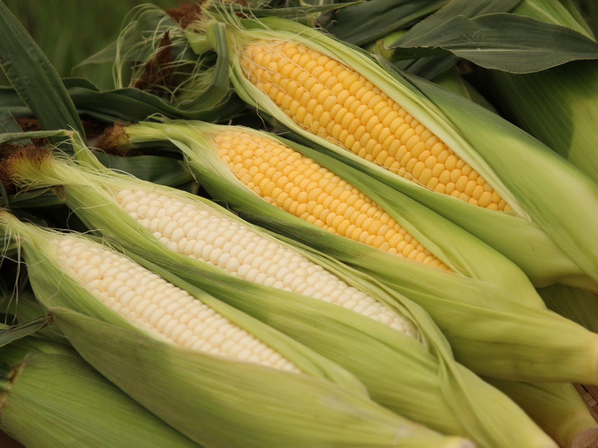 北海道南幌町産「ピュアホワイト」＆「あまいんです」とうもろこしセット