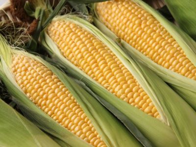 北海道南幌町産「あまいんです」とうもろこし