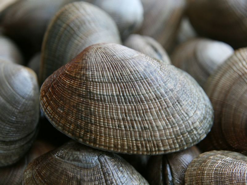 北海道網走産天然「しじみ」 シジミ | 海鮮通販の北釧水産