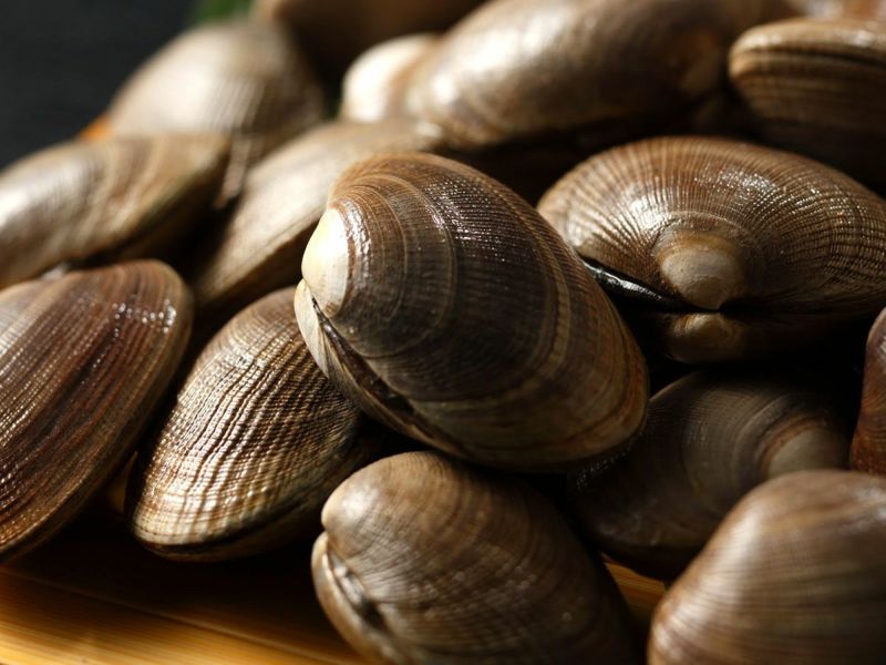 天然あさり（北海道産）通販 | 【北海道 北釧水産】海鮮魚介専門店